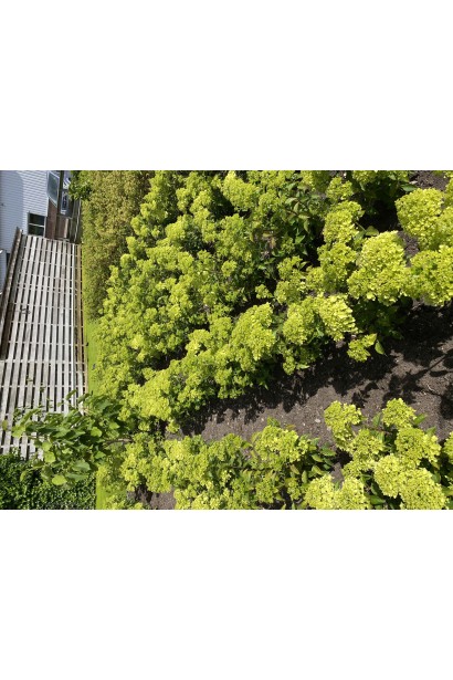 Кущ гортензії Петіт Чері у період масового цвітіння